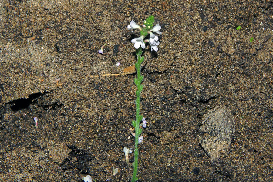 Sardegna - Verbena officinalis